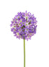 Purple Allium Spray