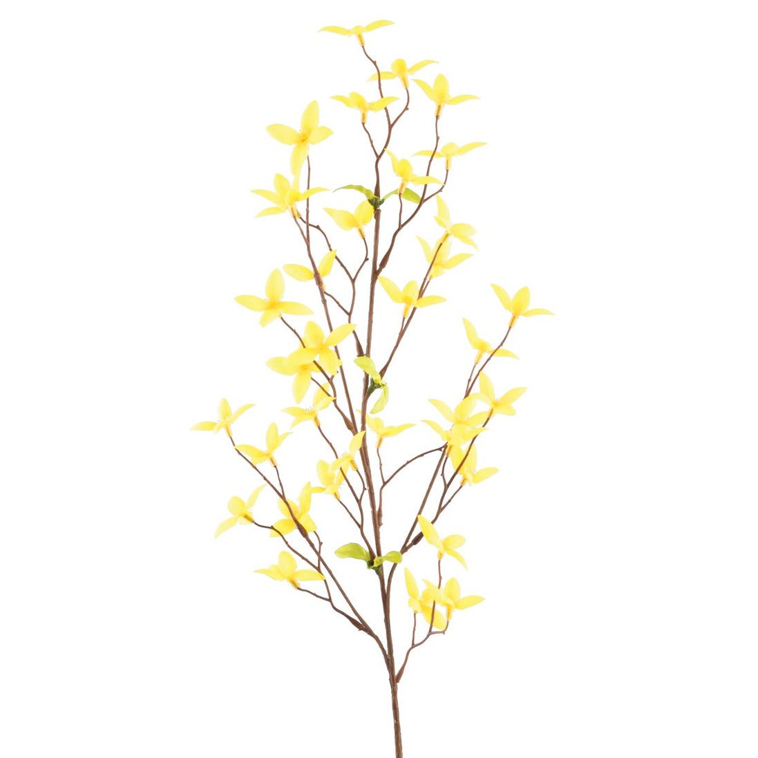 Forsythia Spray Yellow