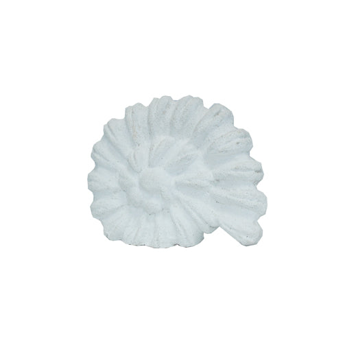 White Shell Decor