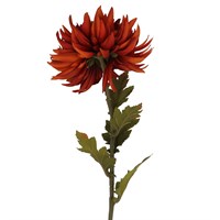 Dark Orange Chrysanthemum Stem