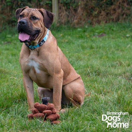 The Heritage Collection Peter Pine Cone  Dog Toy