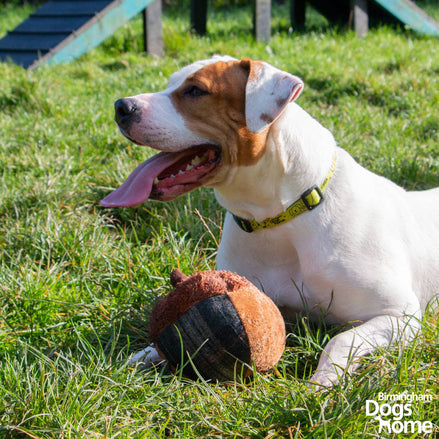 The Heritage Collection Annie Acorn Dog Toy