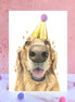 Golden Retriever Pompom Birthday Card