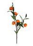Clementine Branch