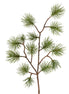 Pine Branch