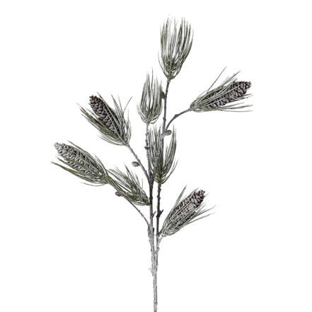 Touch of Frost Scots Pine