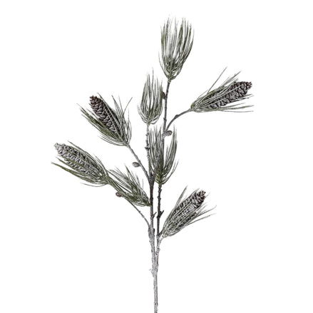 Touch of Frost Scots Pine