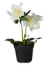 Hellebore Potted Faux Plant