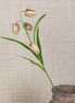 Fritillaria Spray Stem