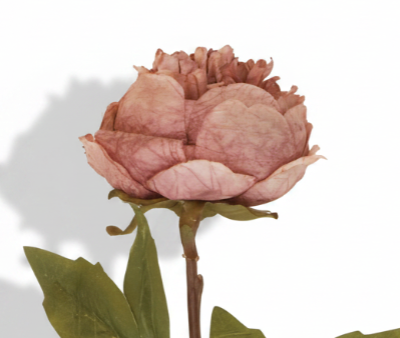 Dusky Mauve Peony Stem
