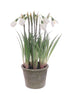 Frosted Snowdrops in Pot – 27cm