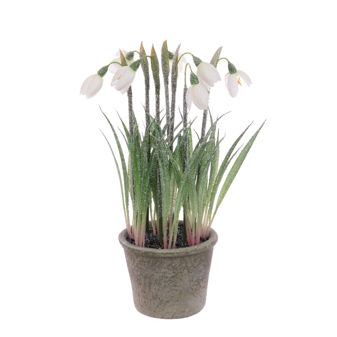 Frosted Snowdrops in Pot – 27cm