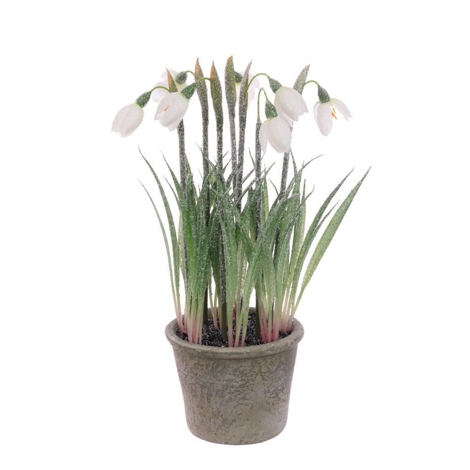 Frosted Snowdrops in Pot – 27cm