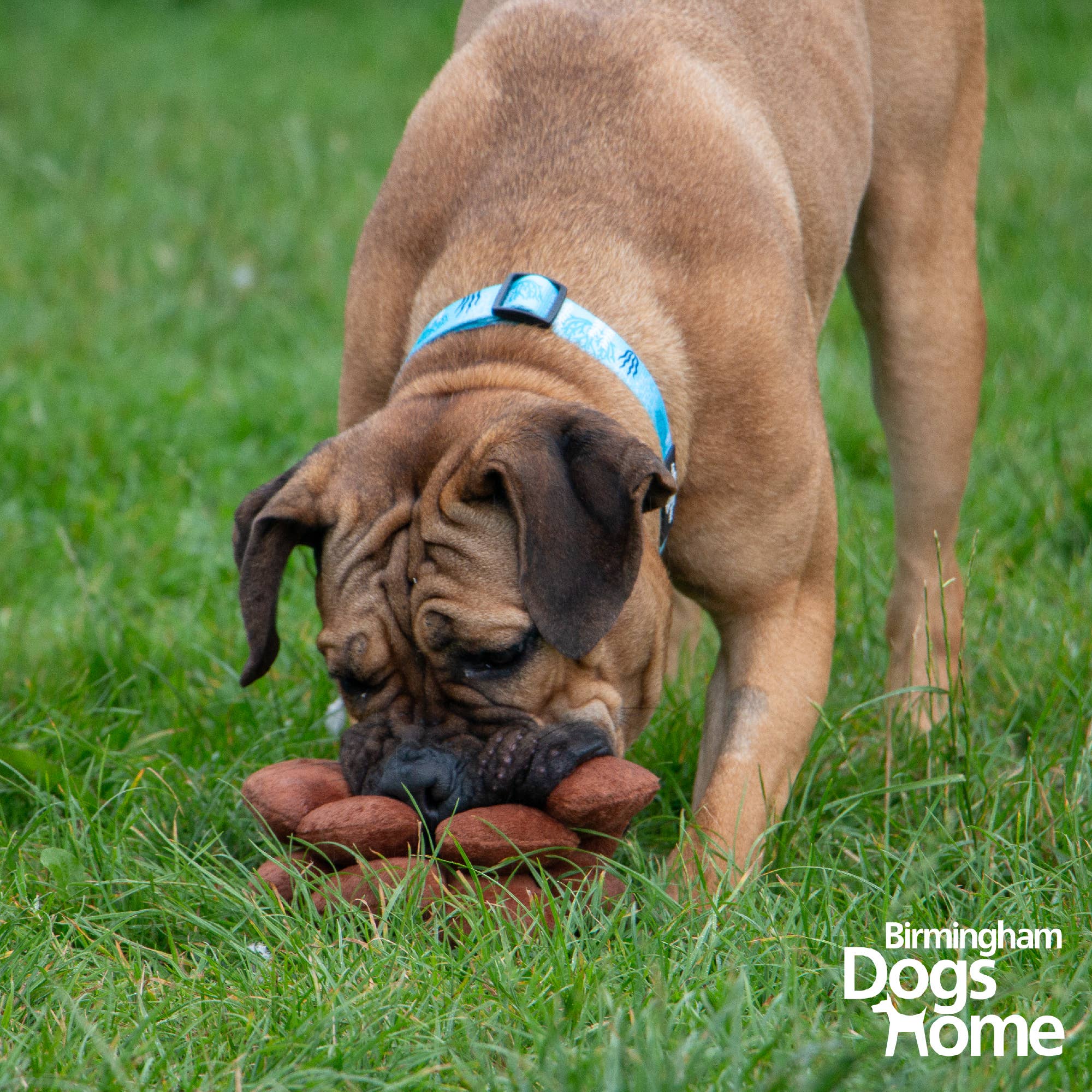 The Heritage Collection Peter Pine Cone  Dog Toy