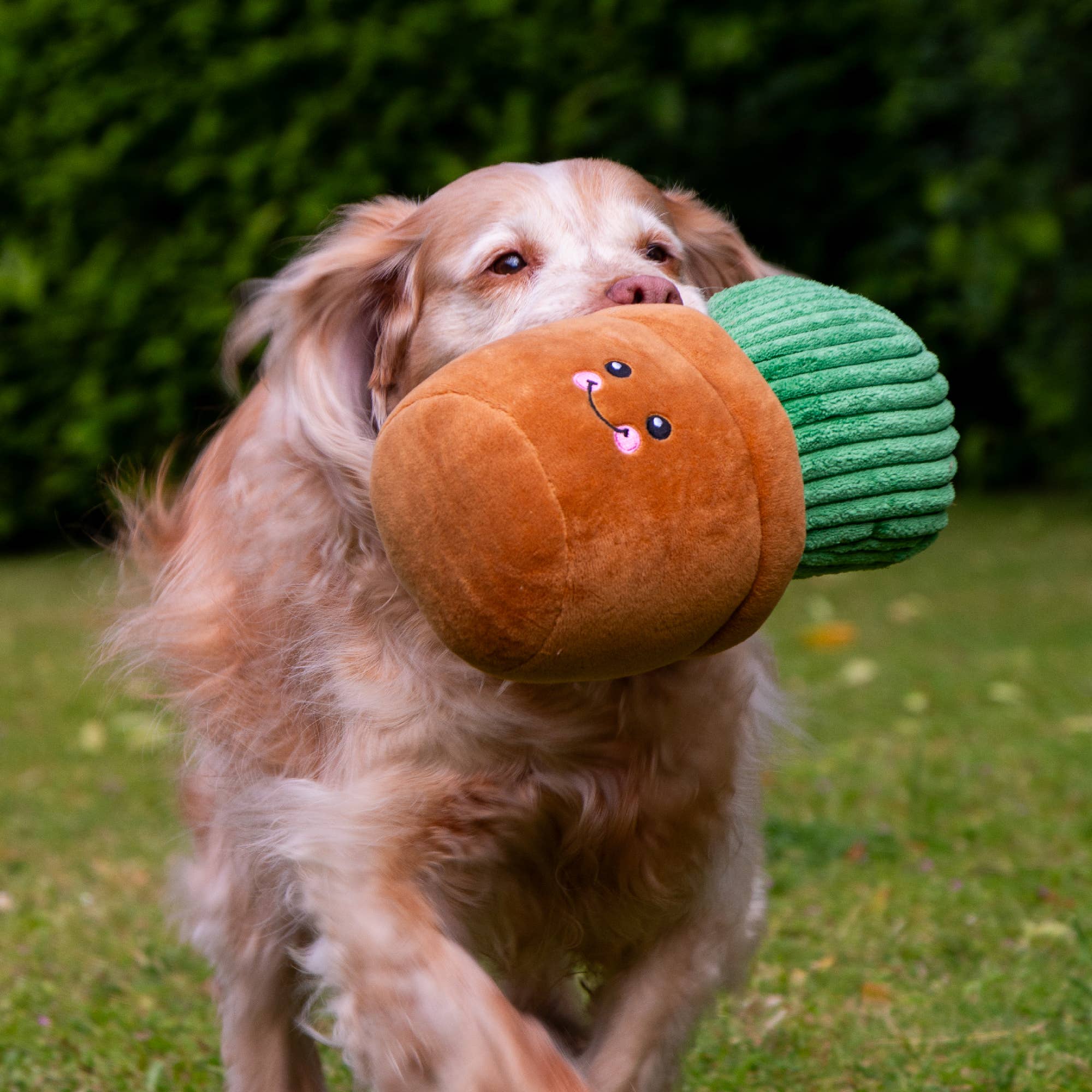Play Time For Dogs - Cuddle Cactus