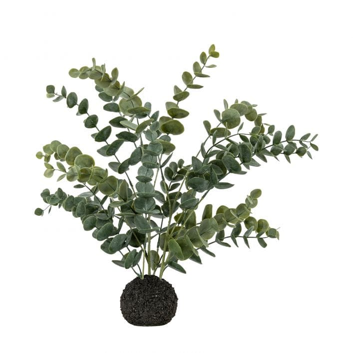 Eucalyptus in Soil Grey Green