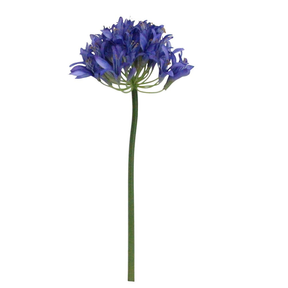 Purple Agapanthus Stem
