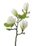White Magnolia Branch