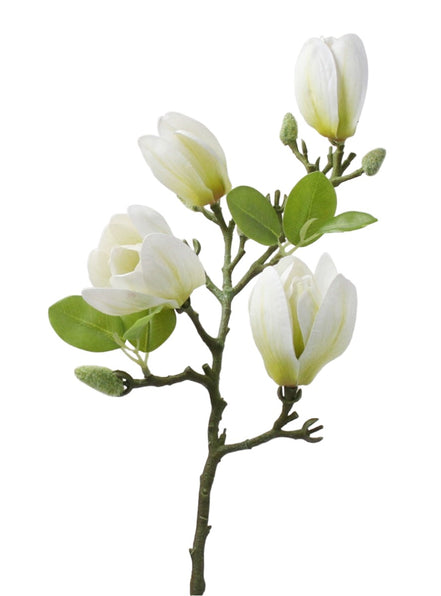 White Magnolia Branch