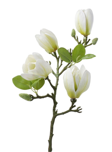 White Magnolia Branch