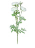 White Ranunculus Spray