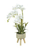 Orchid Planter