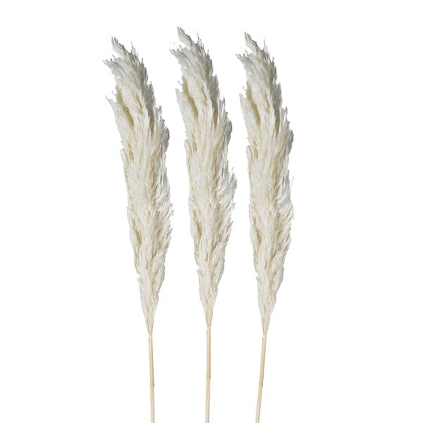 Pack of 3 Small White Pampas